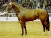 stallion Triumph (Oldenburg, 1978, from Tiro)