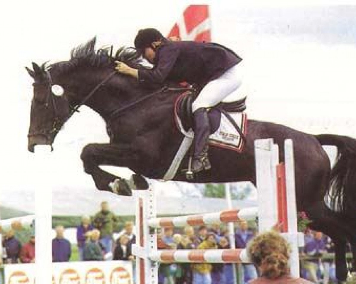 stallion Stald Calles Bror Bally (Danish Warmblood, 1983, from Triumph)