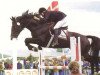 stallion Stald Calles Bror Bally (Danish Warmblood, 1983, from Triumph)