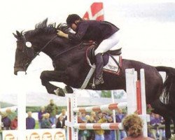 stallion Stald Calles Bror Bally (Danish Warmblood, 1983, from Triumph)