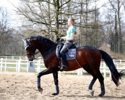 dressage horse Fürstentanz 6 (Oldenburg, 2010, from Fürstenball)