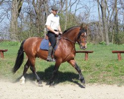 Pferd Santiago - P.R.E. Hengst direkt von Züchter (Pura Raza Espanola (PRE), 2012)