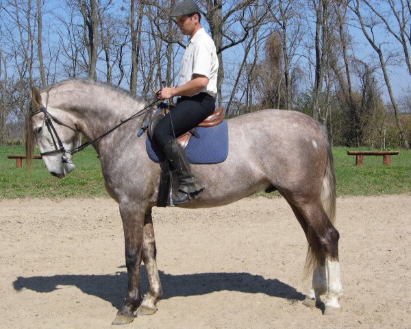 horse Gonzo - P.R.E. Hengst direkt von Züchter (Pura Raza Espanola (PRE), 2011, from Festivo)