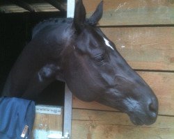 dressage horse Kreditor (Trakehner, 2002, from Latimer)