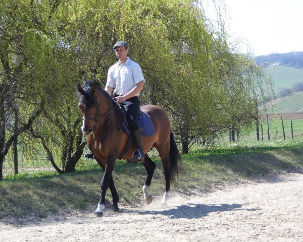 horse Rabino VI - Import P.R.E. Hengst (Pura Raza Espanola (PRE), 2003)