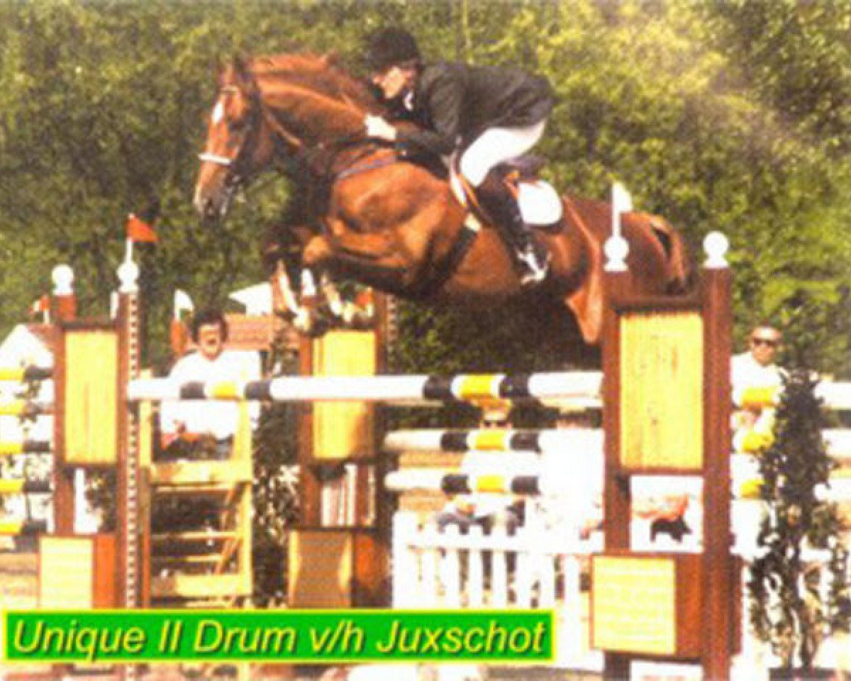 stallion Unique II Drum van het Jukschot (Belgian Warmblood, 1982, from Prins-Drum van Bellet)