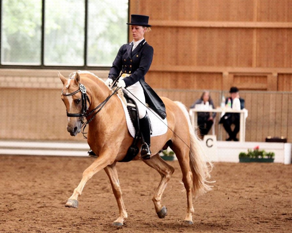 stallion Danny's Dream (German Riding Pony, 2004, from Danny Gold)