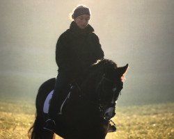 dressage horse Pour el Vita (Bavarian, 2001, from Pour Plaisir 2)