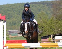 Springpferd Sandfield's Tigo Bay (Welsh Mountain Pony (Sek.A), 2005, von Kampanje's Torc)