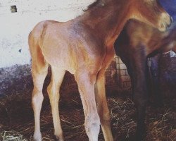 horse Louischen (Westfale, 2017, from Lohengrin T)