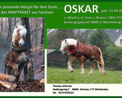 stallion Oskar (Rhenish-German Cold-Blood, 2003, from Orloff)