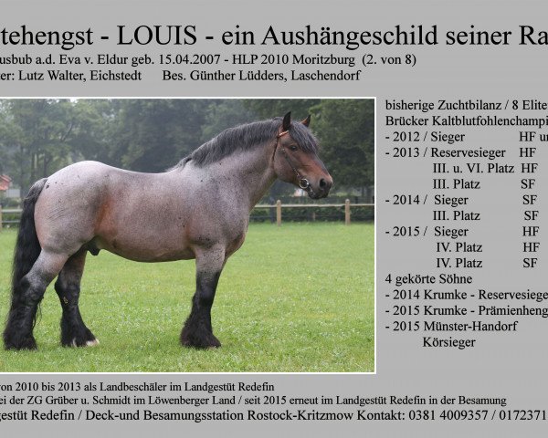 stallion Louis (Rhenish-German Cold-Blood, 2007, from Lausbub)