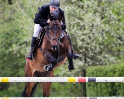 broodmare Chiara 292 (Oldenburg, 2008, from Chacco-Blue)