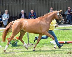 broodmare Light Girl 3 (Hanoverian, 2012, from Light On OLD)