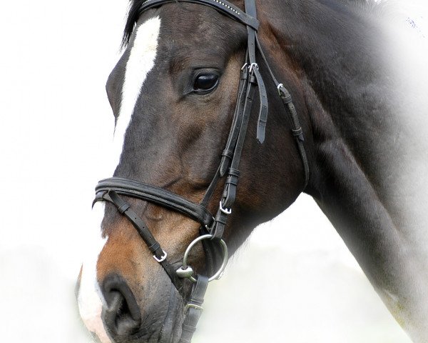 dressage horse Cantano SL (Hanoverian, 2007, from Chico's Boy)
