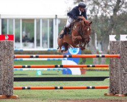 jumper Bargentinus (KWPN (Royal Dutch Sporthorse), 2006, from Argentinus)