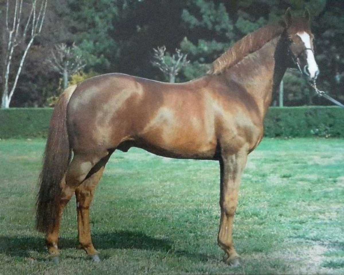 Deckhengst Prins-Drum van Bellet (Belgium Sporthorse, 1977, von African Drum xx)