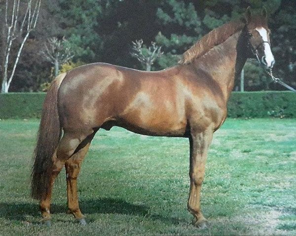 stallion Prins-Drum van Bellet (Belgium Sporthorse, 1977, from African Drum xx)