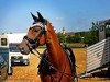 dressage horse Piquet 37 (Hanoverian, 2008, from Perigueux)