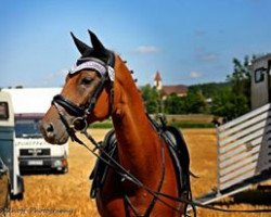 dressage horse Piquet 37 (Hanoverian, 2008, from Perigueux)