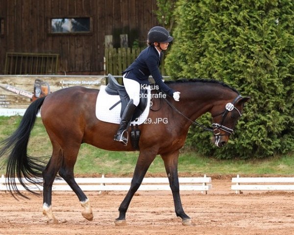 dressage horse Donizetti 37 (Hanoverian, 2005, from Don Gregory)