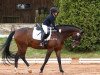 dressage horse Donizetti 37 (Hanoverian, 2005, from Don Gregory)