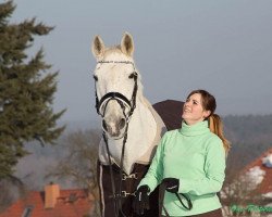 horse Samiro (Lipizzaner, 1987)