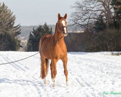 dressage horse Lord Lennox (Oldenburg, 2011, from Lord Fantastic)