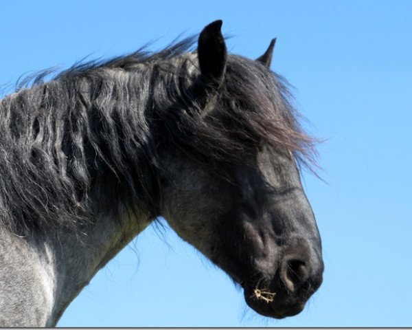 horse Stallos Vulkan (Noric, 2006, from Stefan Vulkan XVI)