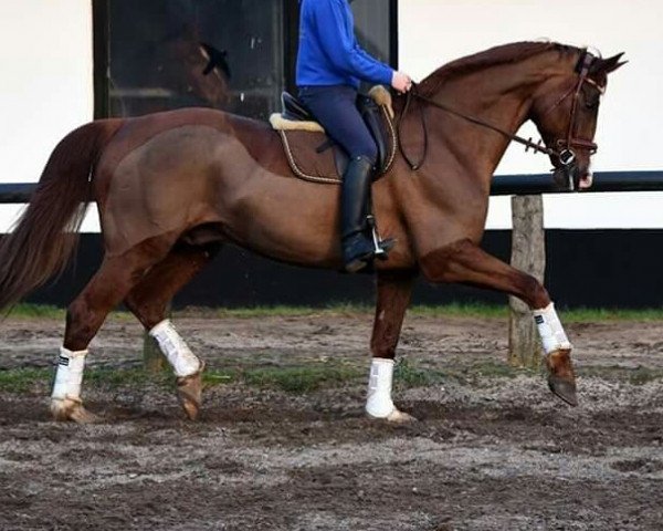 dressage horse Lichterloh (Oldenburg, 2008, from Lord Loxley I)