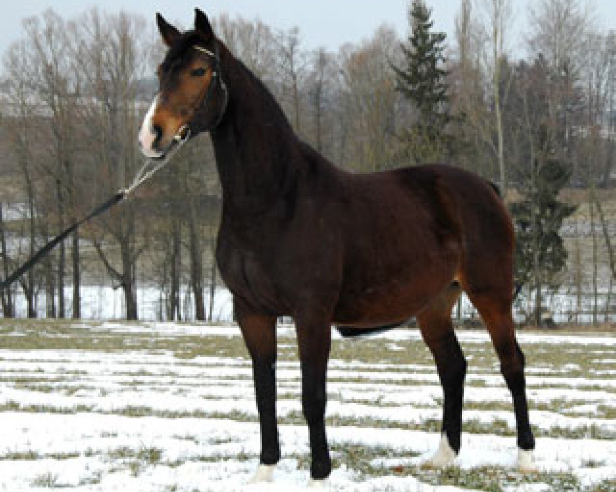 broodmare Cali mera (Hanoverian, 1996, from Calypso II)