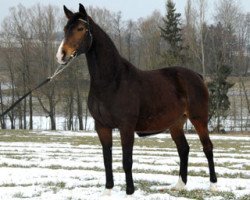 broodmare Cali mera (Hanoverian, 1996, from Calypso II)