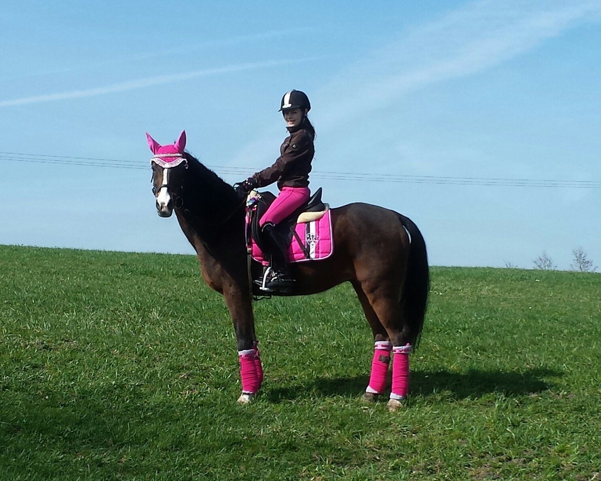 Dressurpferd Avanti 210 (Deutsches Reitpony, 2002)