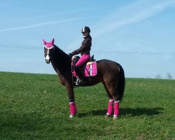 dressage horse Avanti 210 (German Riding Pony, 2002)