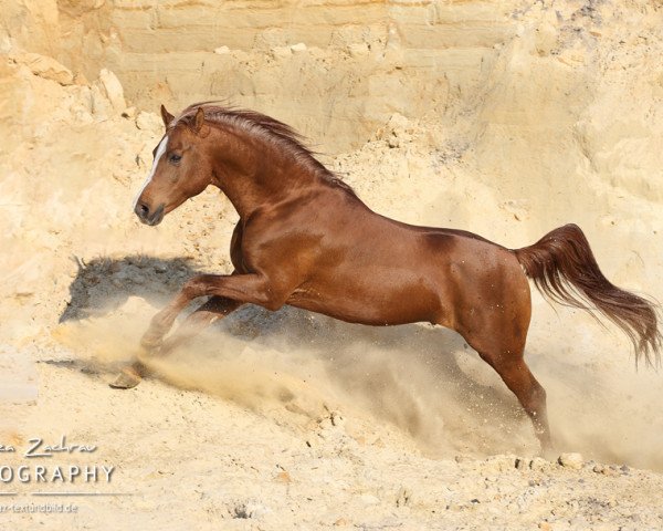 stallion PC Amal ox (Arabian thoroughbred, 2010, from Sharkassow ox)