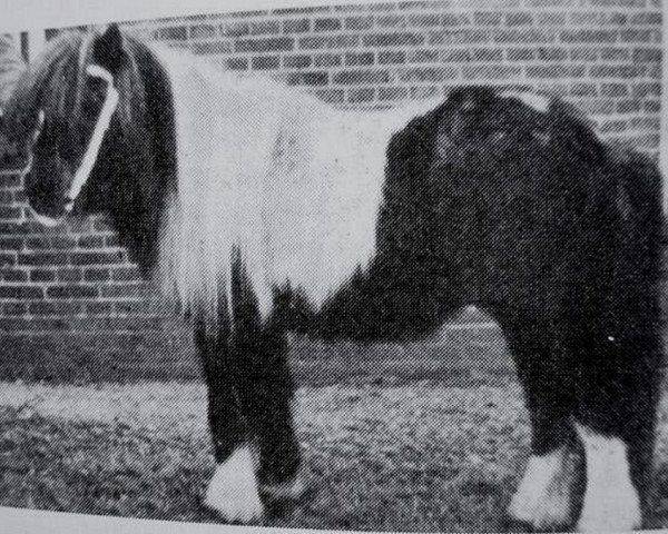 stallion Sylvano (Shetland Pony, 1932)