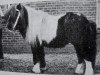 stallion Sylvano (Shetland Pony, 1932)