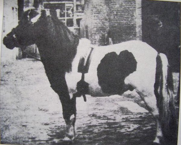 Deckhengst Johny Walker (Shetland Pony, 1930, von Sylvano)