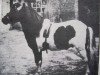 stallion Johny Walker (Shetland Pony, 1930, from Sylvano)