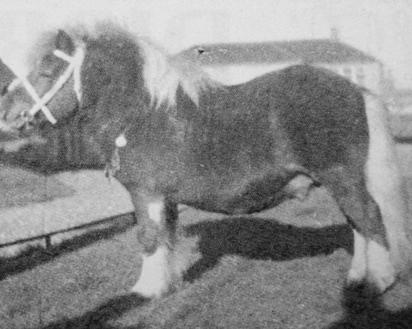 Deckhengst Gelrus v.d. Stoeterij (Shetland Pony, 1950, von Bartje)
