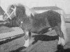 stallion Gelrus v.d. Stoeterij (Shetland Pony, 1950, from Bartje)