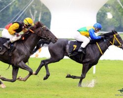 stallion Grazian AS ox (Arabian thoroughbred, 2010, from Ajm Armani ox)