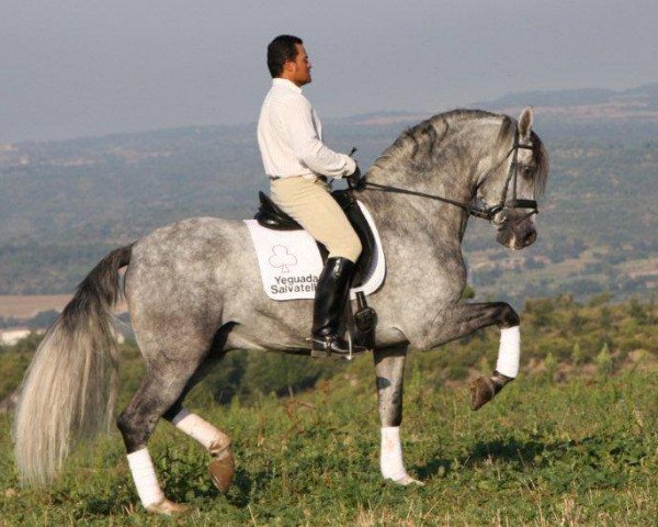 stallion Zafiro de Salvatella (Pura Raza Espanola (PRE), 2004, from Estepeno XIII)