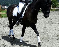 dressage horse De La Maxima (Hanoverian, 2008, from Danone II)