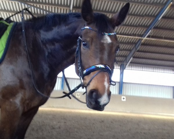 dressage horse Lennox 341 (Oldenburg, 2009)