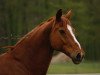 dressage horse Tizzeano (Hanoverian, 2005, from Toronto)