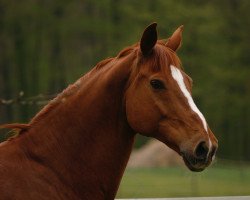 dressage horse Tizzeano (Hanoverian, 2005, from Toronto)