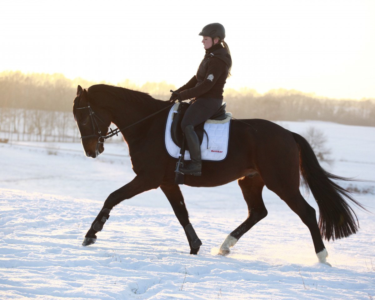 dressage horse Diamond's Fantastico (Oldenburg, 2012, from Diamond Hit)