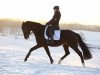 dressage horse Diamond's Fantastico (Oldenburg, 2012, from Diamond Hit)