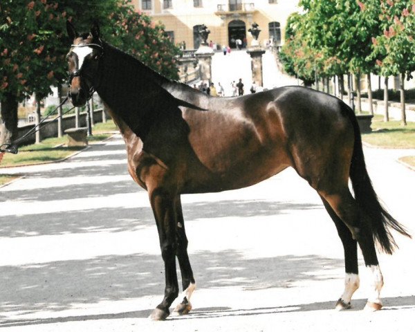 broodmare Lycapri (Trakehner, 2008, from Caprimond)